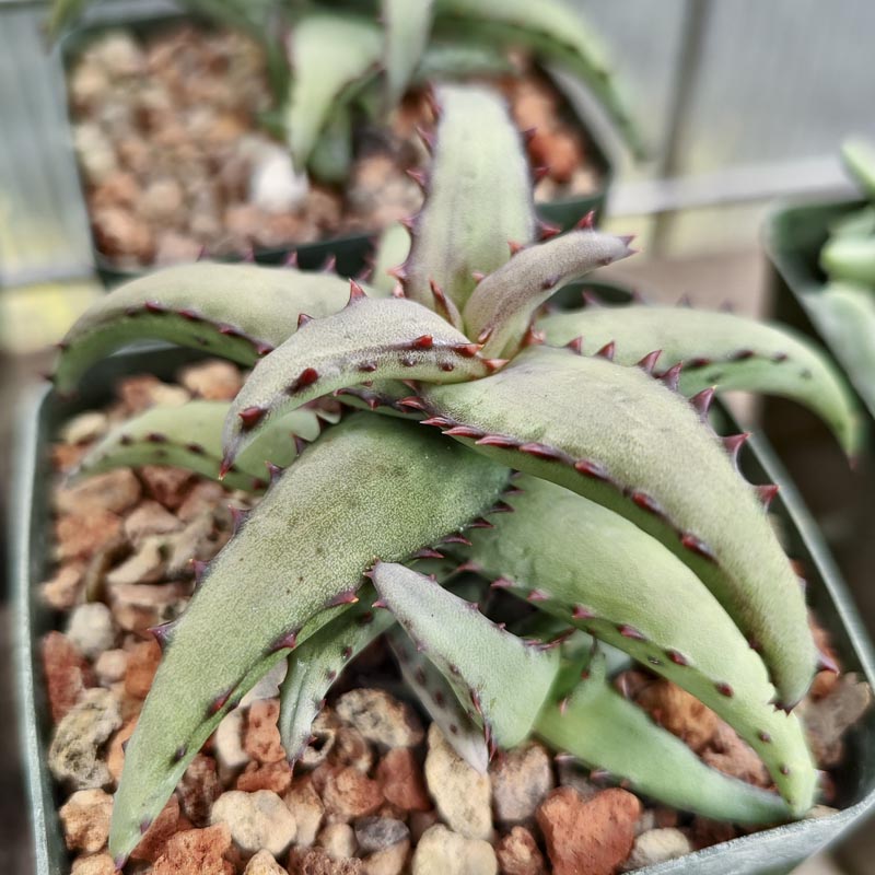 Aloe castilloniae - Cactus Jungle