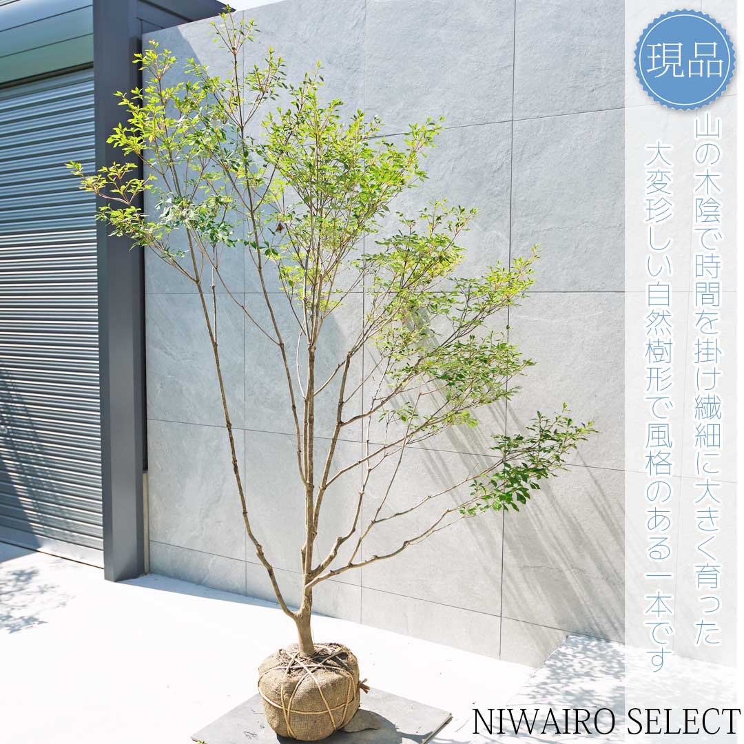 楽天市場】【現品】山採り【大型ドウダンツツジ】灯台躑躅 自然風樹形