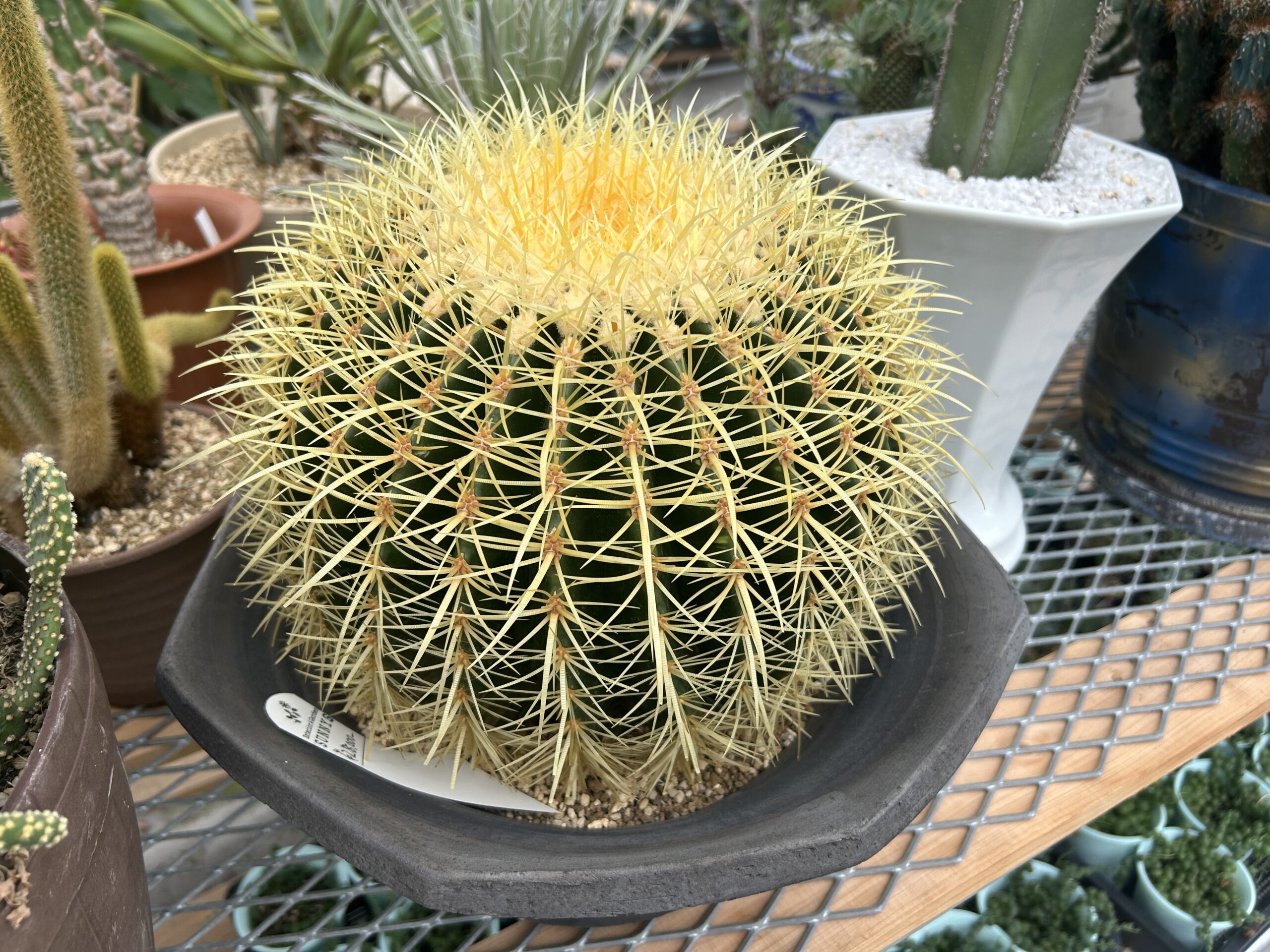 ロックガーデンに人気の植物について - 一宮市の外構・エクステリア