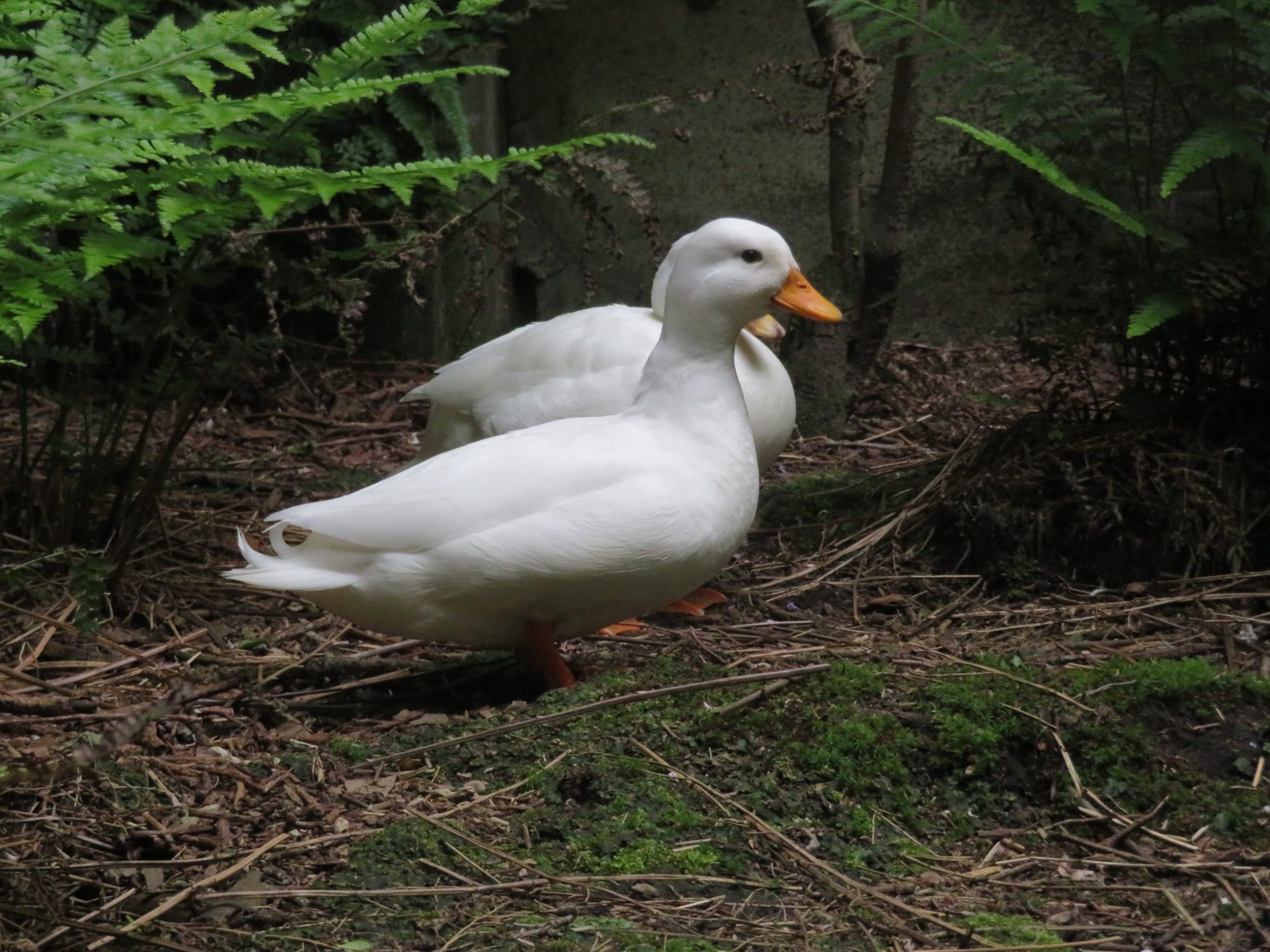 アヒル（コールダック） - 平川動物公園公式サイト