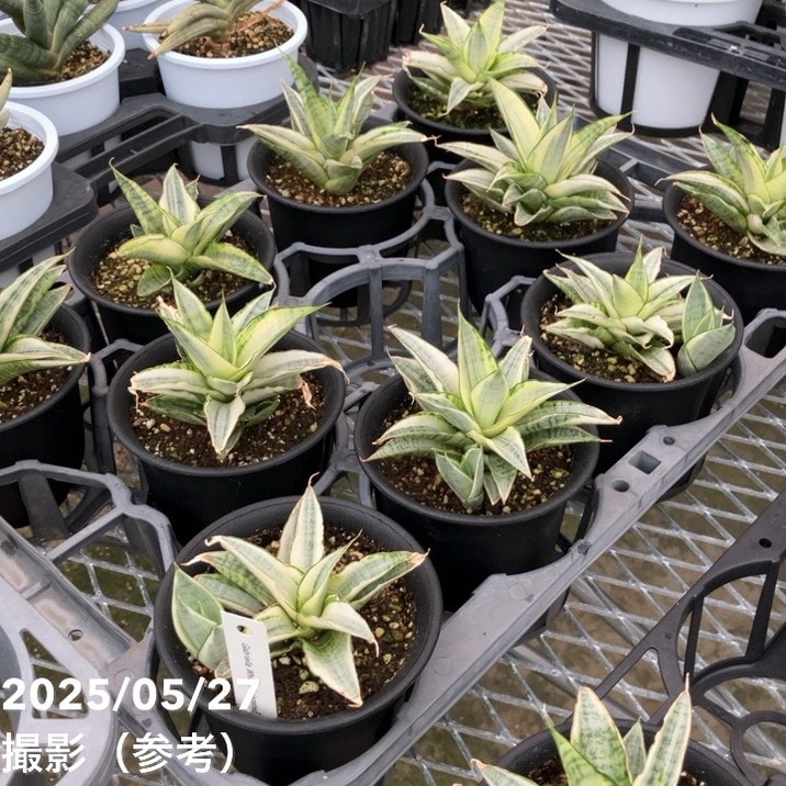 サンスベリア 3.5号 ガブリエラホワイト バリエガータ 斑入り プラ鉢