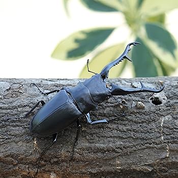 Amazon | 【BIG HORN】ギラファノコギリクワガタ110ミリ成虫ペア オス