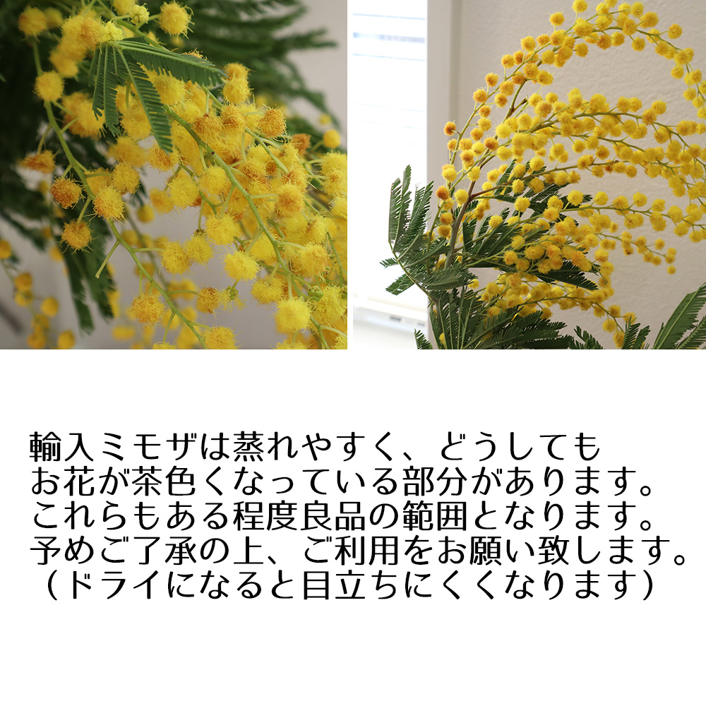 生花】ミモザアカシア(輸入ミモザ)(束約2-5本程度/小枝含む)【OT