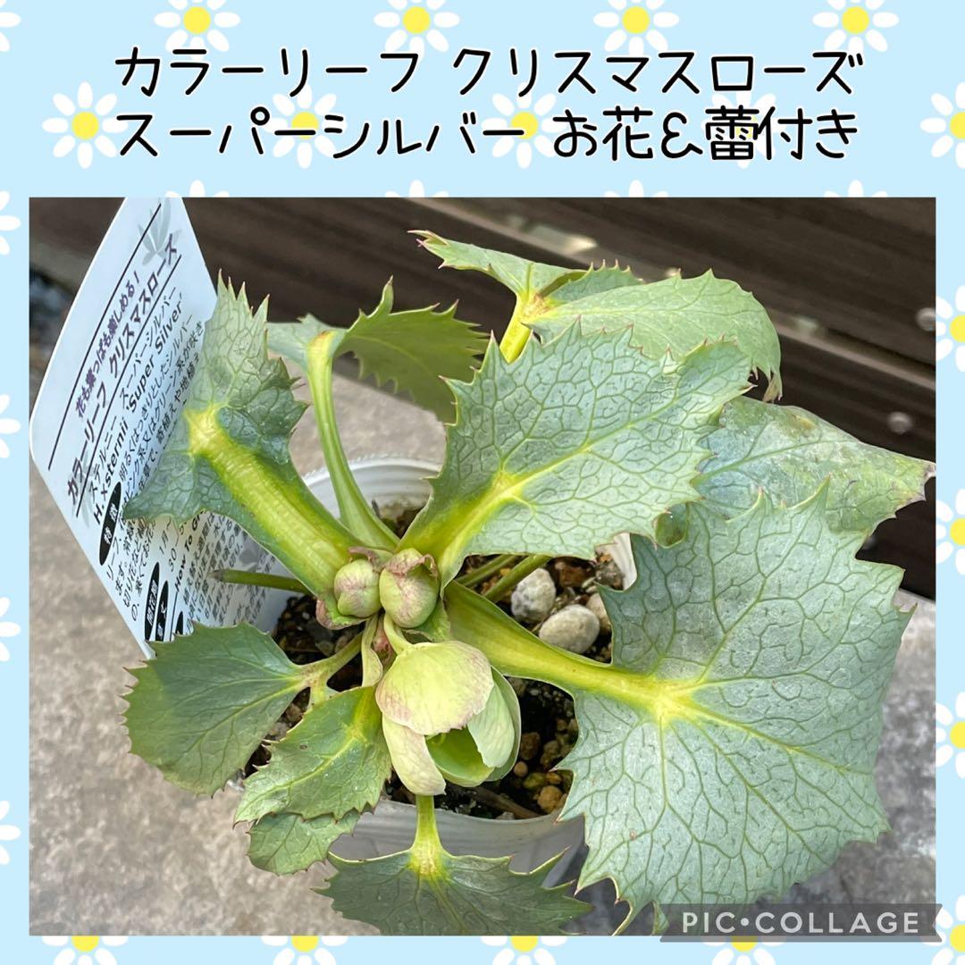 【花苗】カラーリーフ クリスマスローズ スーパーシルバー 松村園芸 カラーリーフクリスマスローズ 3.5号 ステルニー スーパーシルバー（緑